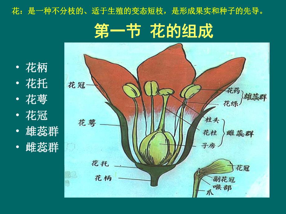 花的形态及发育.ppt_第2页