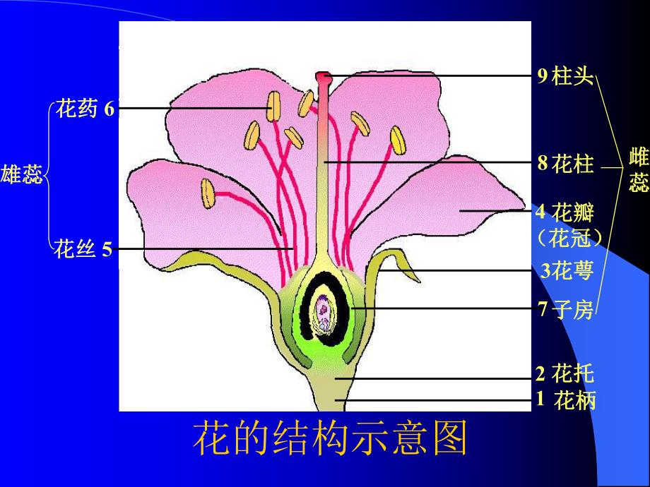 花的结构示意图.ppt_第2页