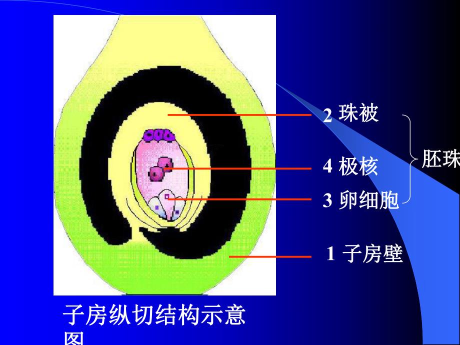 花的结构示意图.ppt_第3页