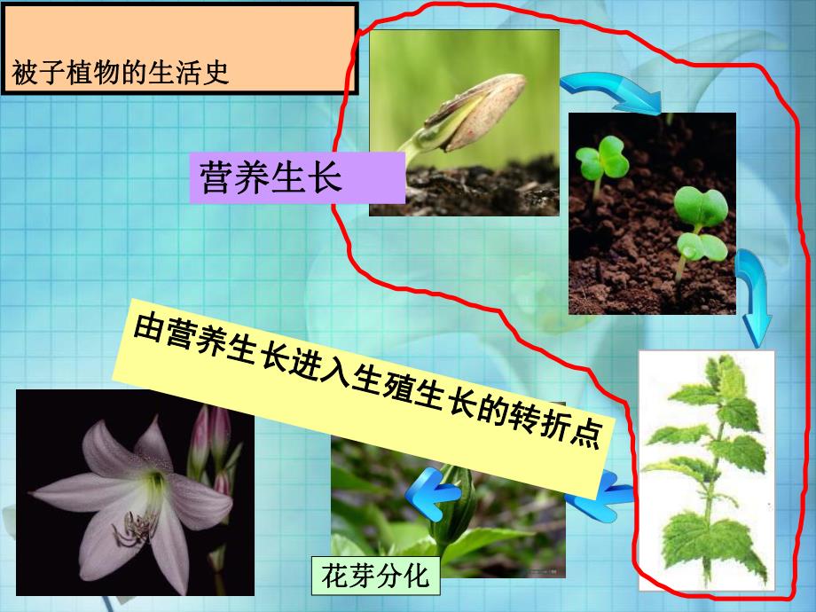 花的结构和植物的繁殖.ppt_第2页