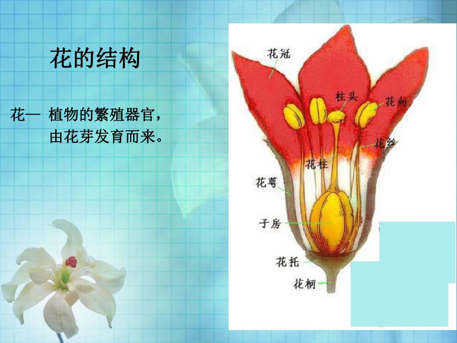 花的结构和植物的繁殖.ppt_第3页