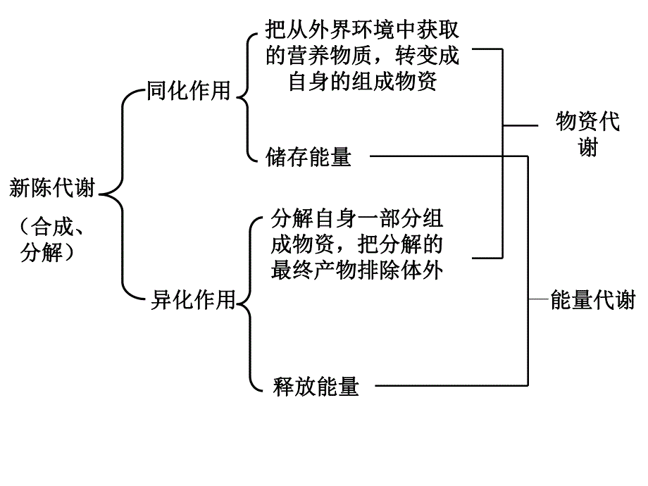 能量蛋白质脂类碳水化合物56.ppt_第3页