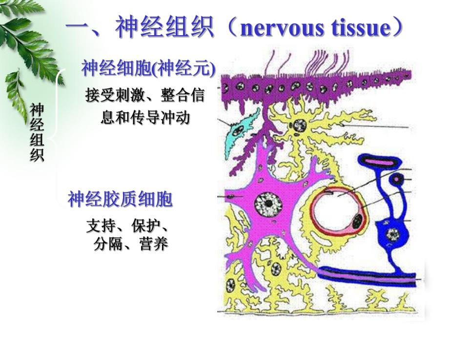 自制人体解剖生理学第三章神经元与神经冲动.ppt_第3页