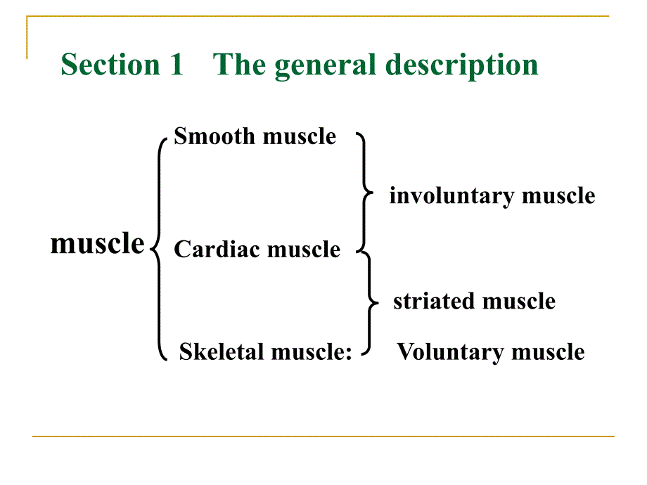 解破学06myology1.ppt_第3页