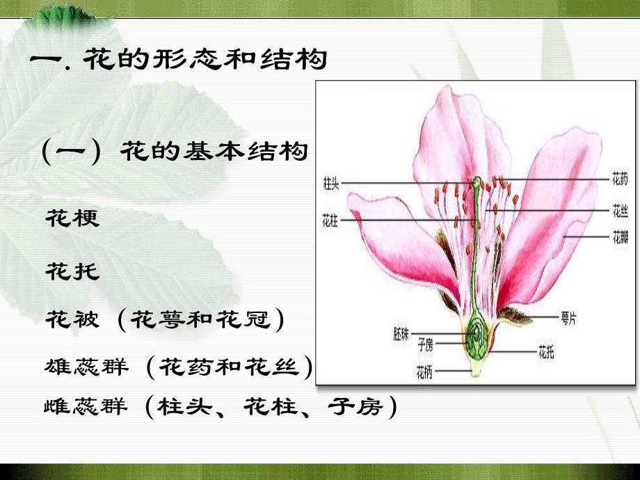 花果实种子最后版.ppt_第3页