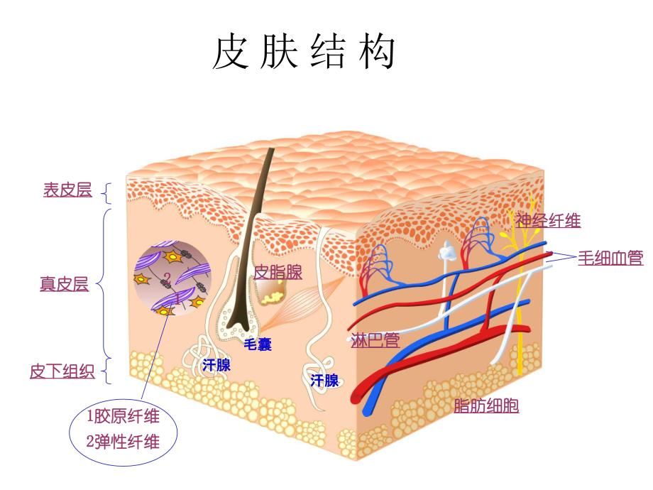 美容护肤基础知识.ppt_第2页