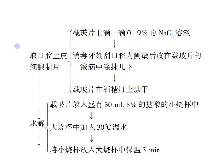 观察DNA和RNA在细胞中的分布.ppt_第3页