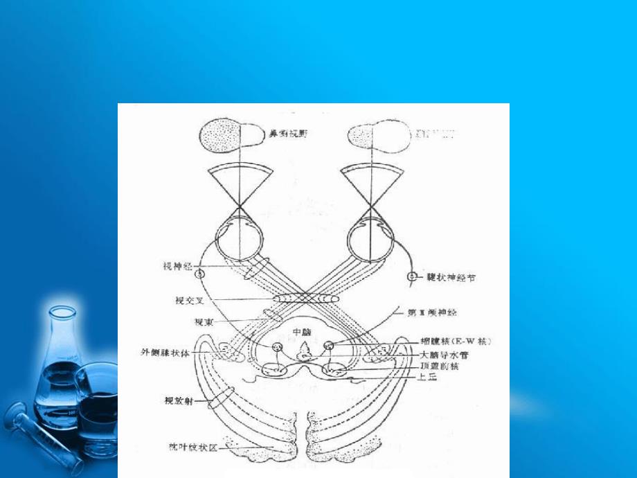 视神经及视路疾病.ppt_第3页