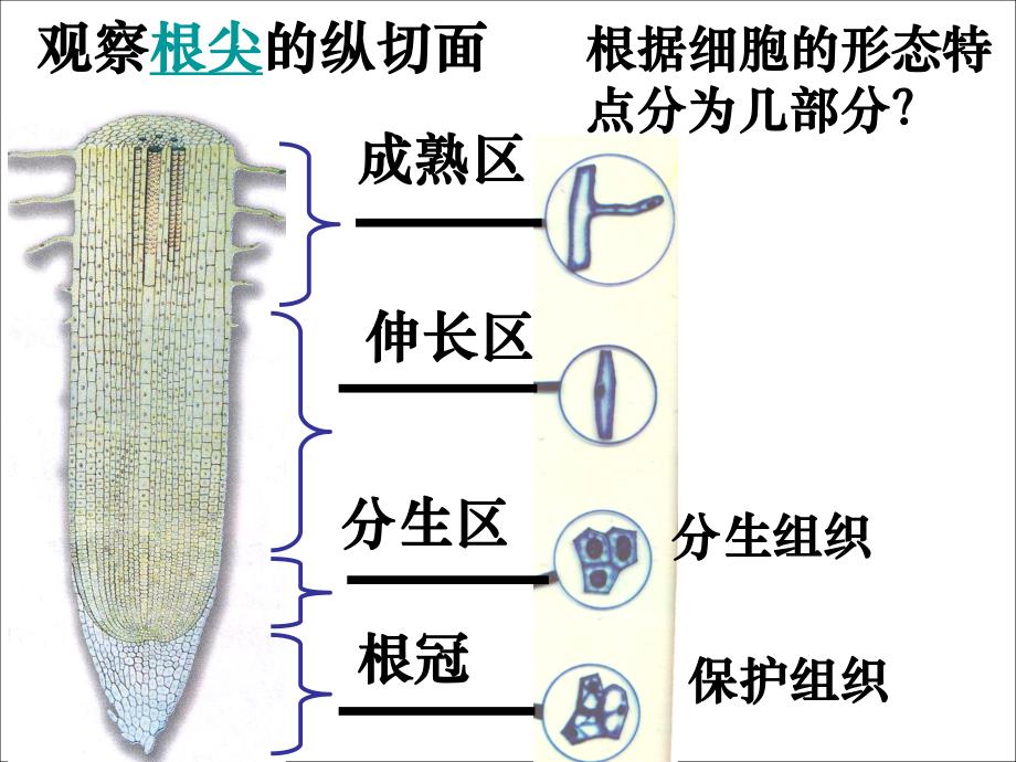 观察植物细胞的有丝分裂.ppt_第3页