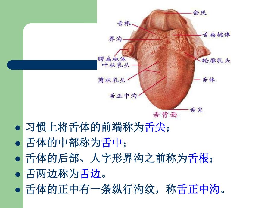 舌诊图片较全.ppt_第2页