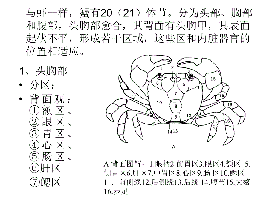 蟹形态构造的观察.ppt_第3页