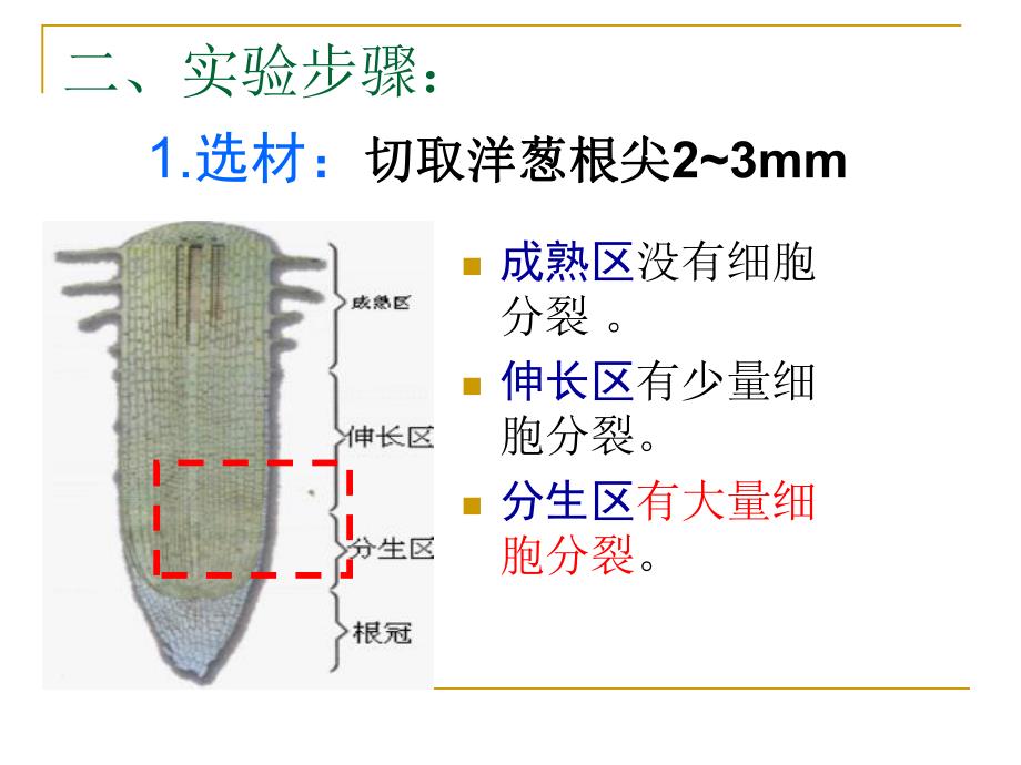 观察洋葱根尖细胞的有丝分裂.ppt_第3页