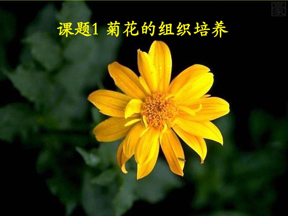 菊花的植物组织培养2.ppt_第1页