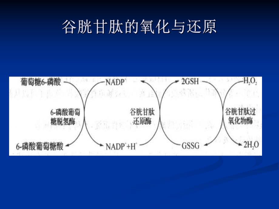 谷胱甘肽GSH的介绍.ppt_第3页