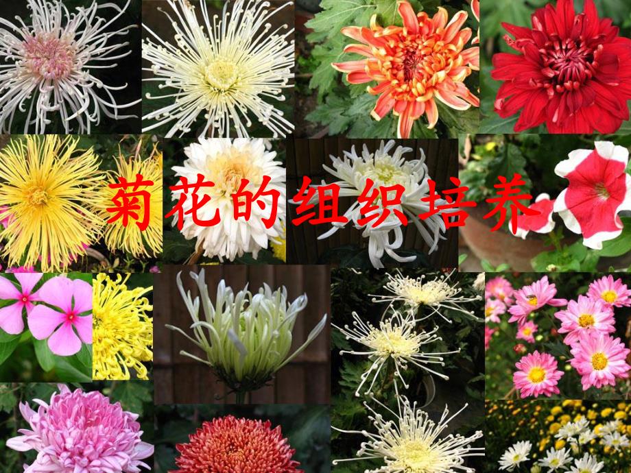 菊花的组织培养精心设计.ppt_第1页