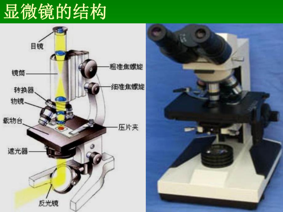 资料试验1光学显微镜的结构应用及颐养.ppt_第3页