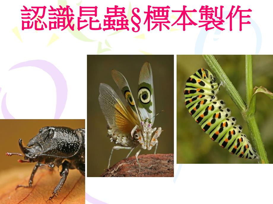 认识昆虫与标本制作.ppt_第1页