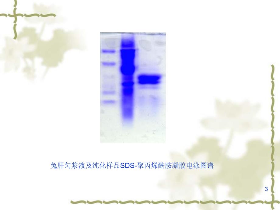 谷胱甘肽转硫酶的制备ppt.ppt_第3页