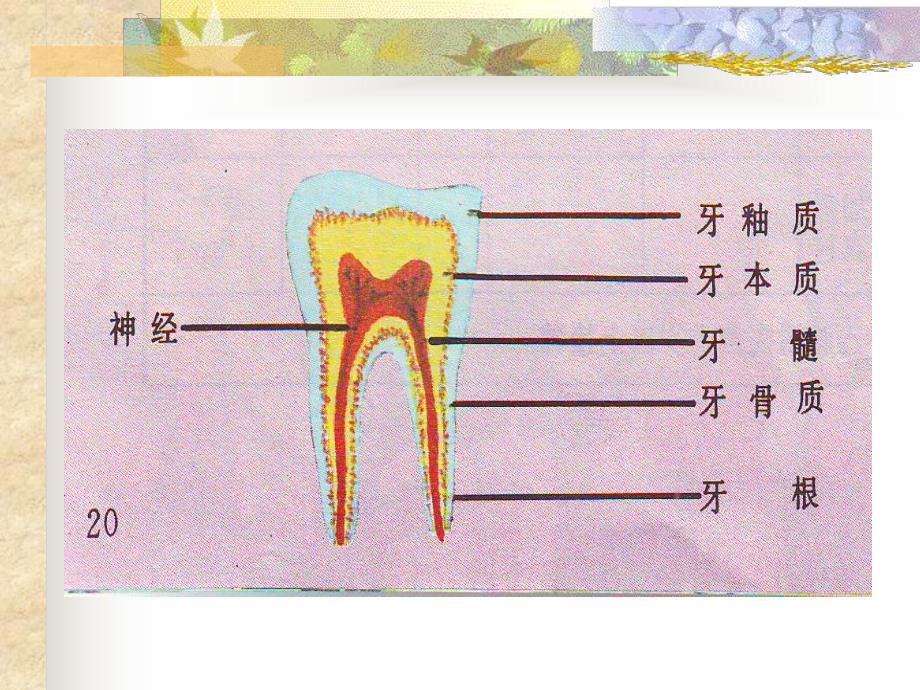 课件牙齿的构造与功能.ppt_第3页