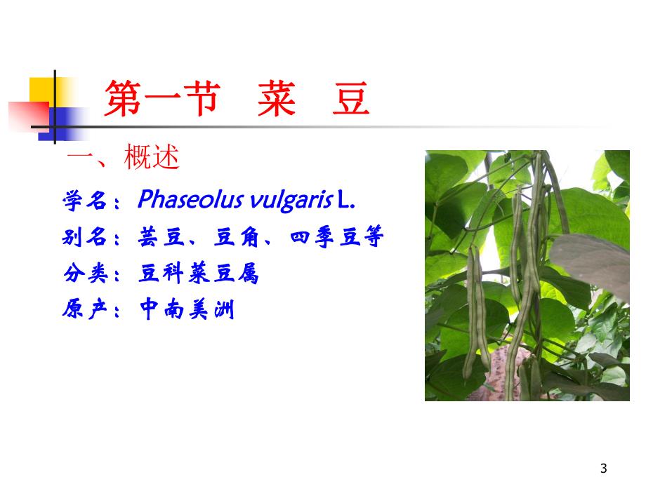 设施菜豆栽培1.ppt_第3页