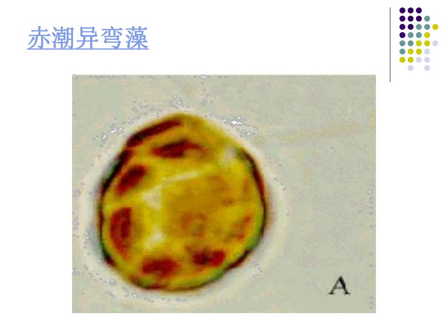 藻类植物图片.ppt_第2页