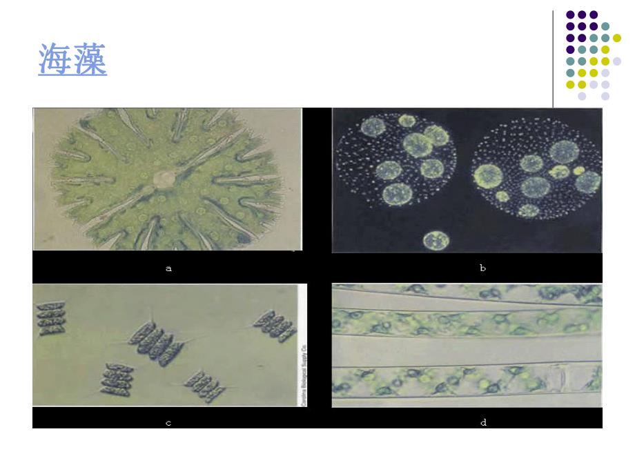 藻类植物图片.ppt_第3页