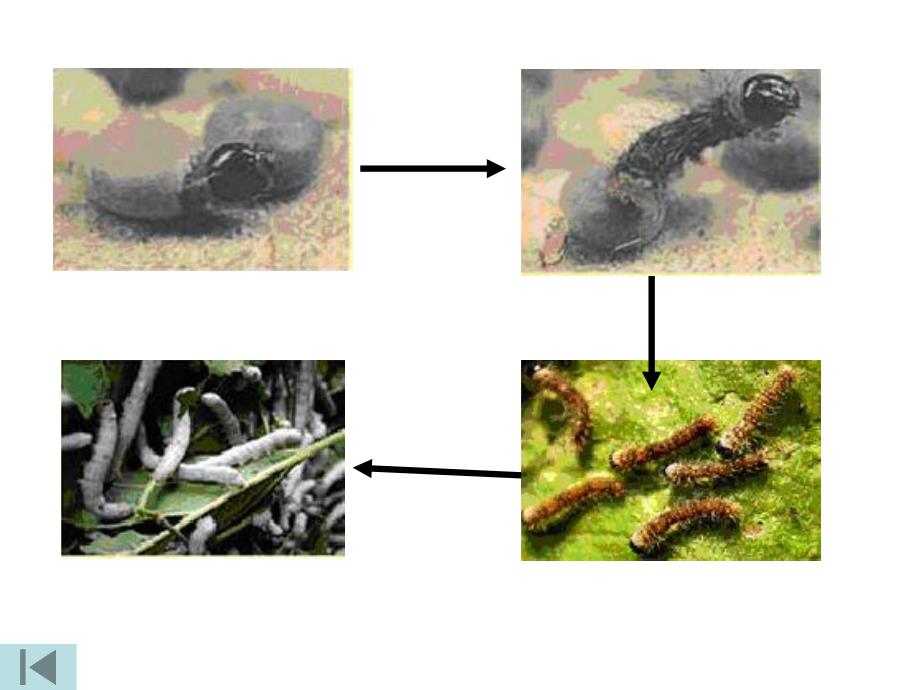 蚕的生长变化.ppt_第1页
