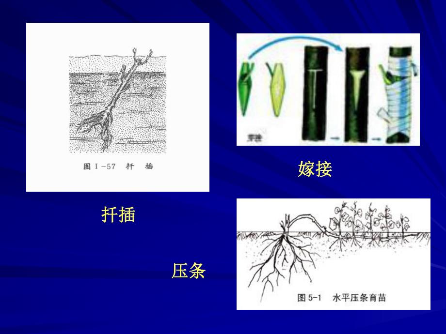 菊花的植物组织培养.ppt_第3页