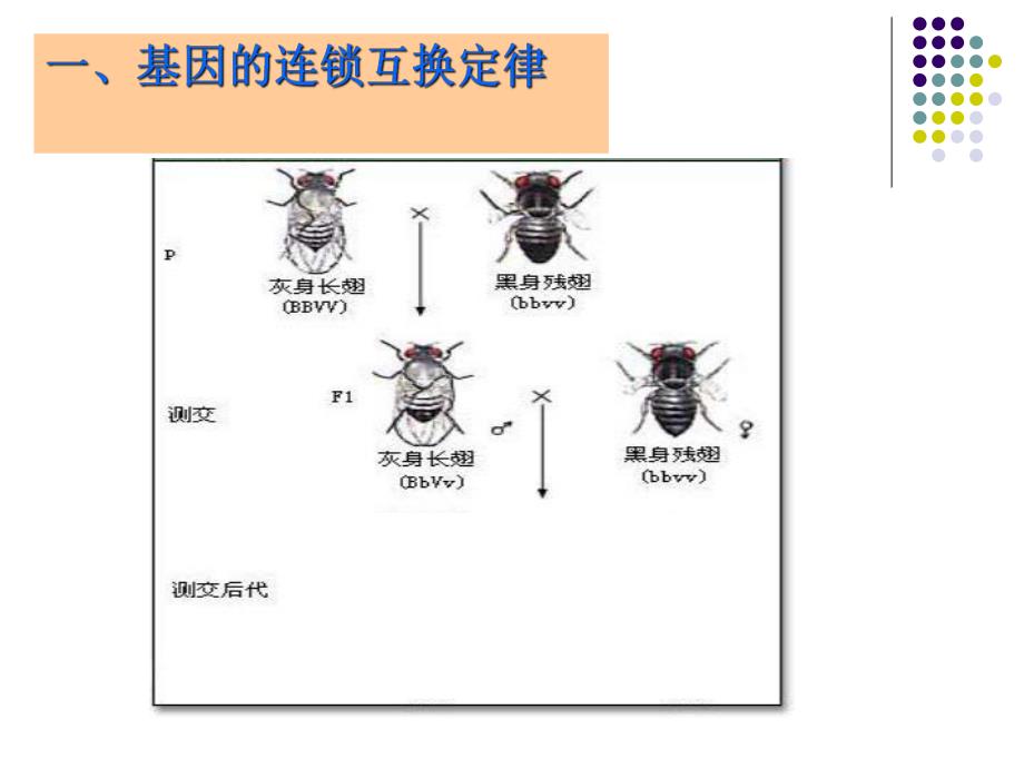 连锁互换与性别决定.ppt_第2页