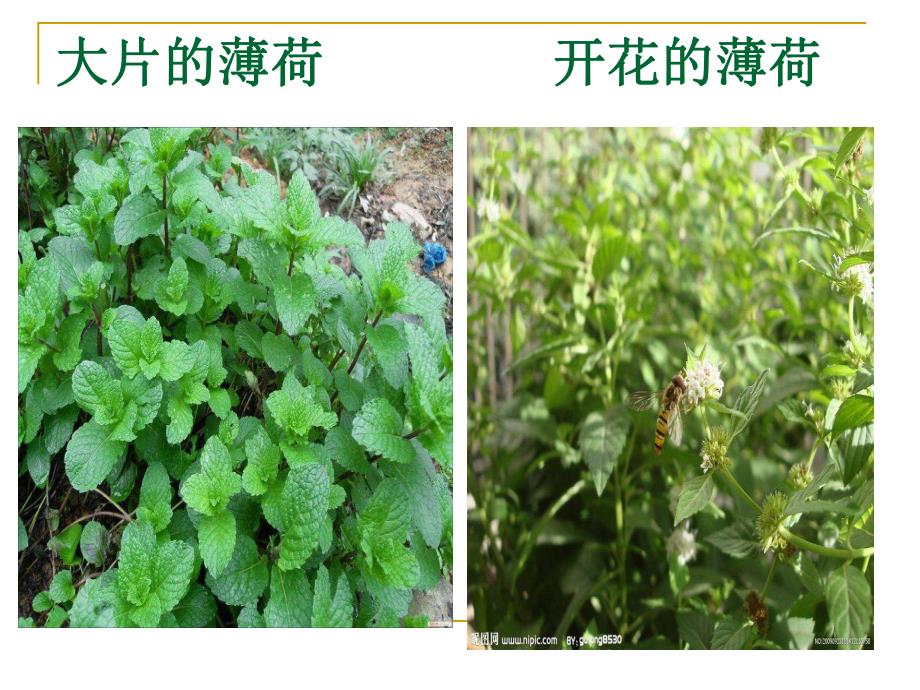 野菜的营养价值3.ppt_第3页