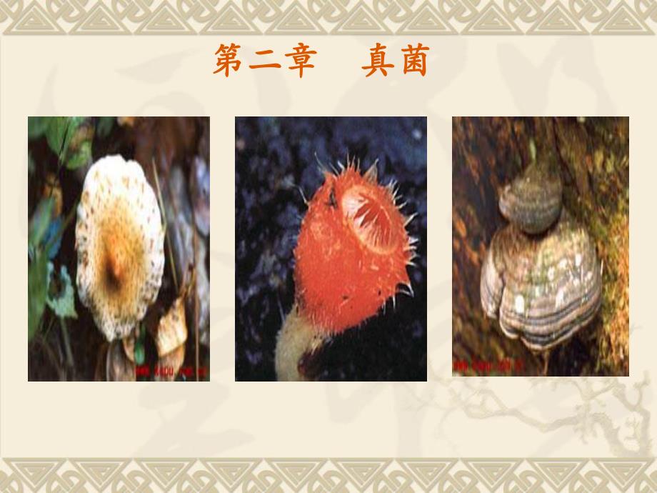 酵母菌和霉菌.ppt_第3页