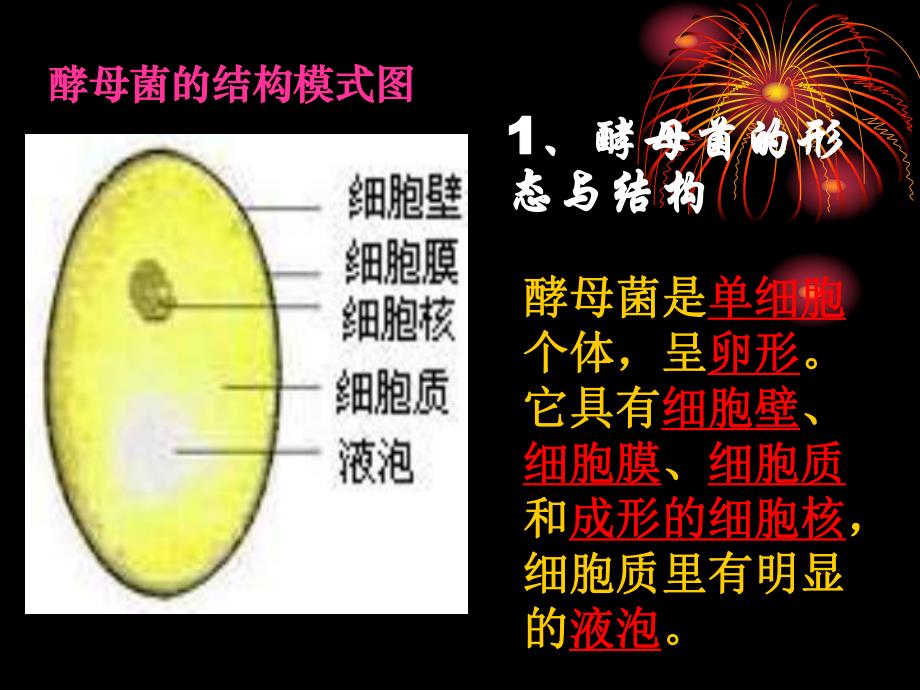 酵母菌和霉菌.ppt_第3页