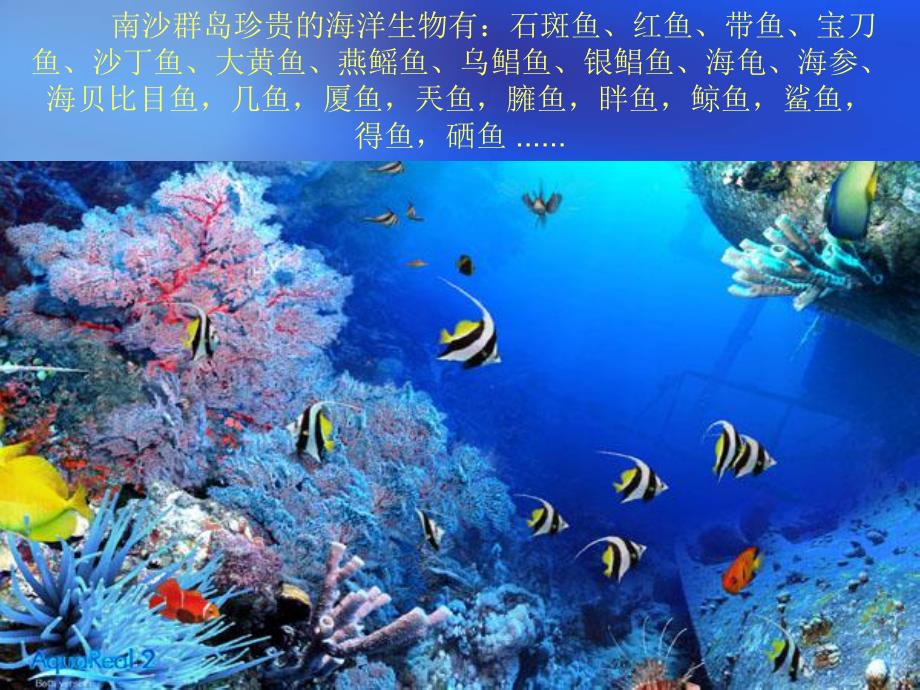 美丽的南沙群岛课件.ppt_第3页