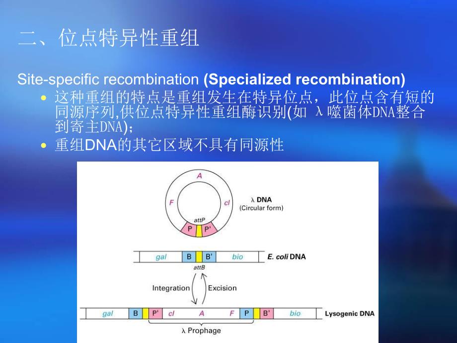 重组和转座32.ppt_第3页