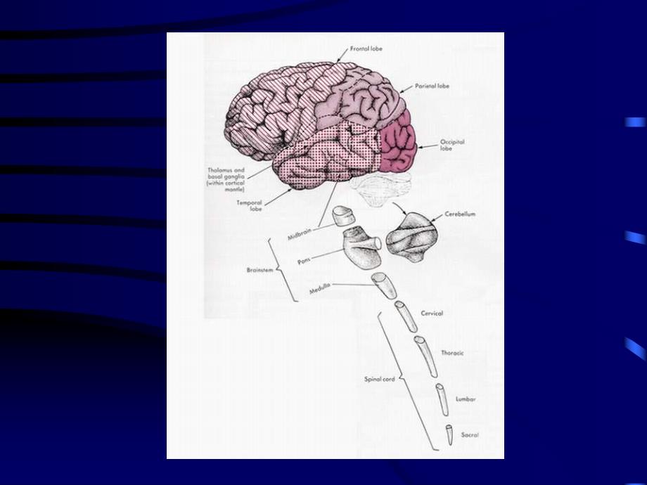 生理学讲义脑.ppt_第2页