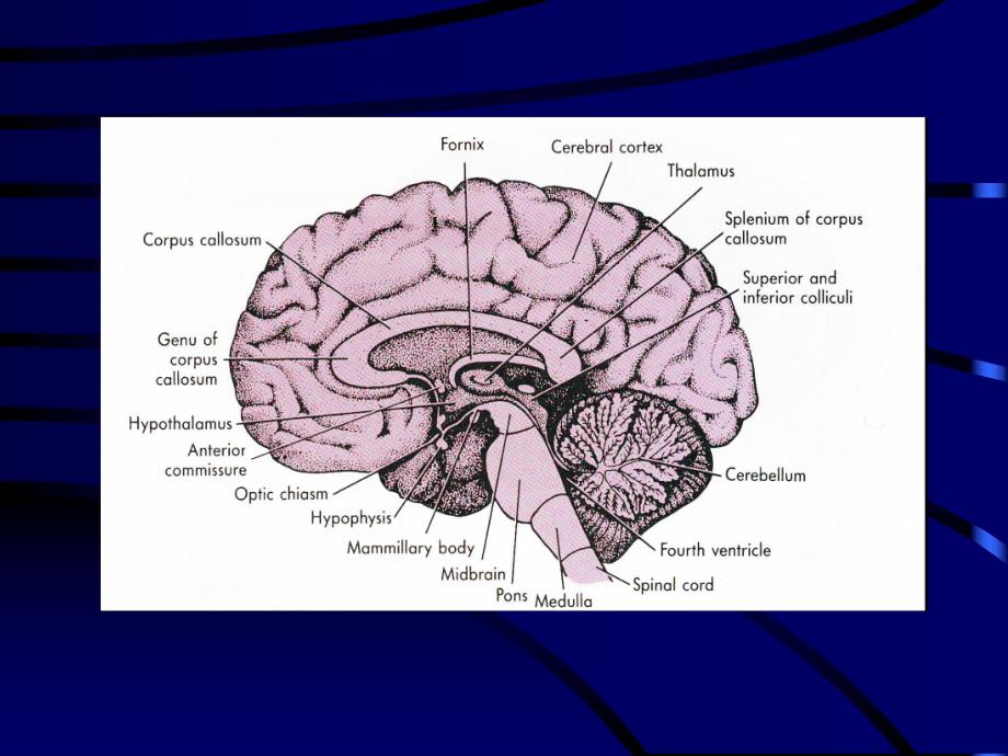 生理学讲义脑.ppt_第3页