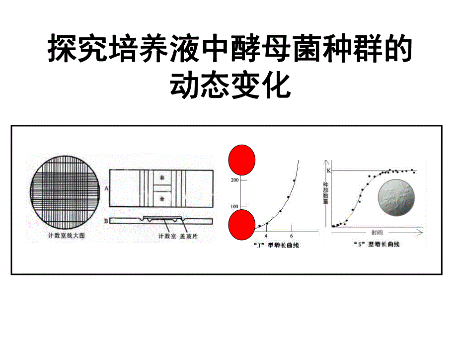 酵母菌种群数量变化个.ppt_第1页