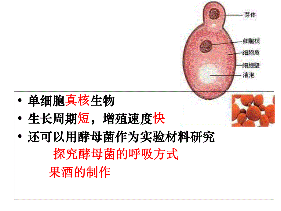 酵母菌种群数量变化个.ppt_第2页