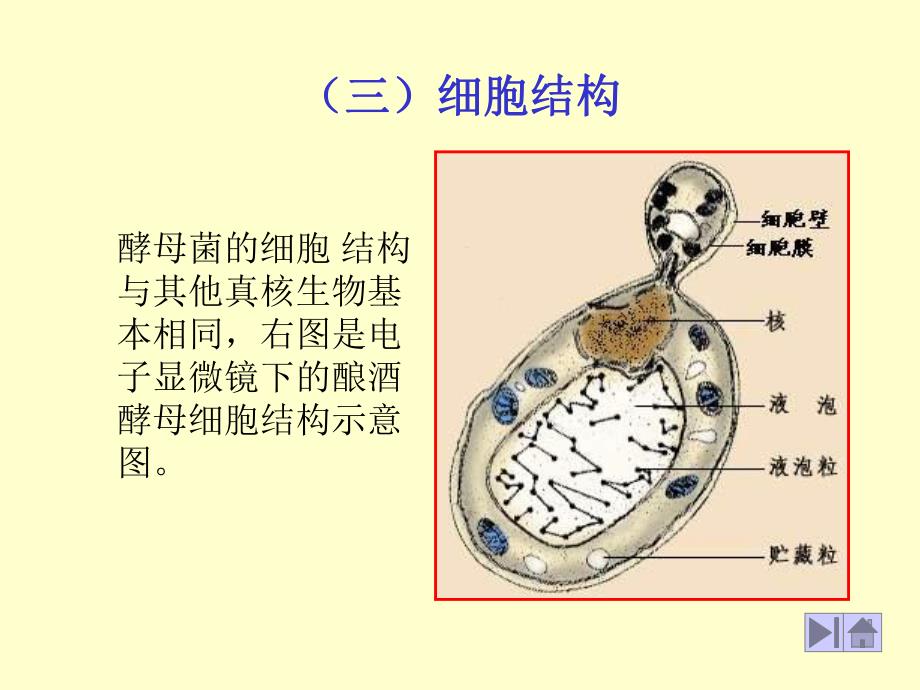 酵母细胞结构.ppt_第1页