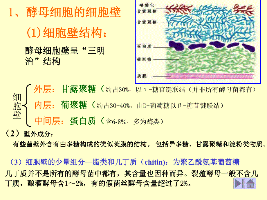 酵母细胞结构.ppt_第2页