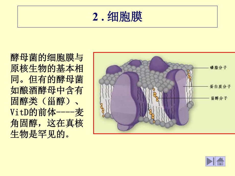 酵母细胞结构.ppt_第3页