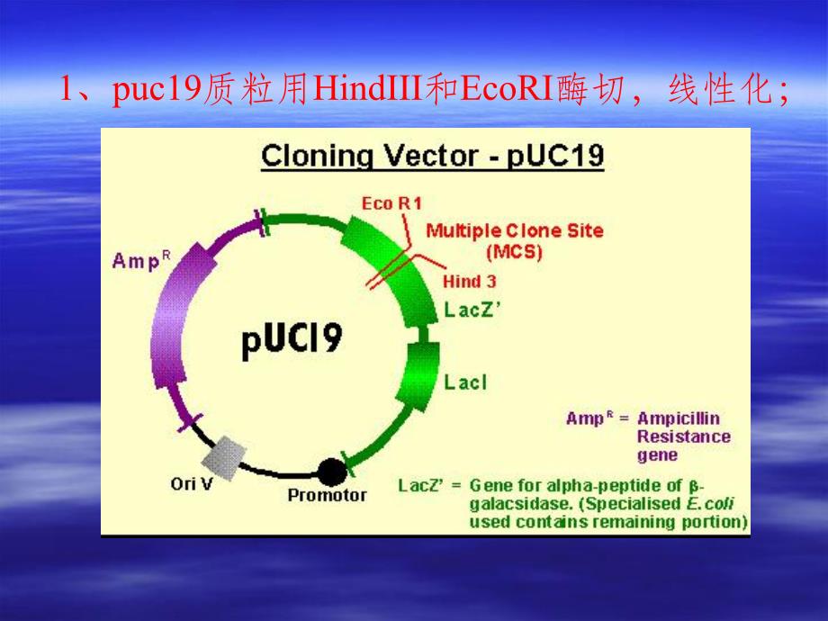 连接产物的转化.ppt_第2页