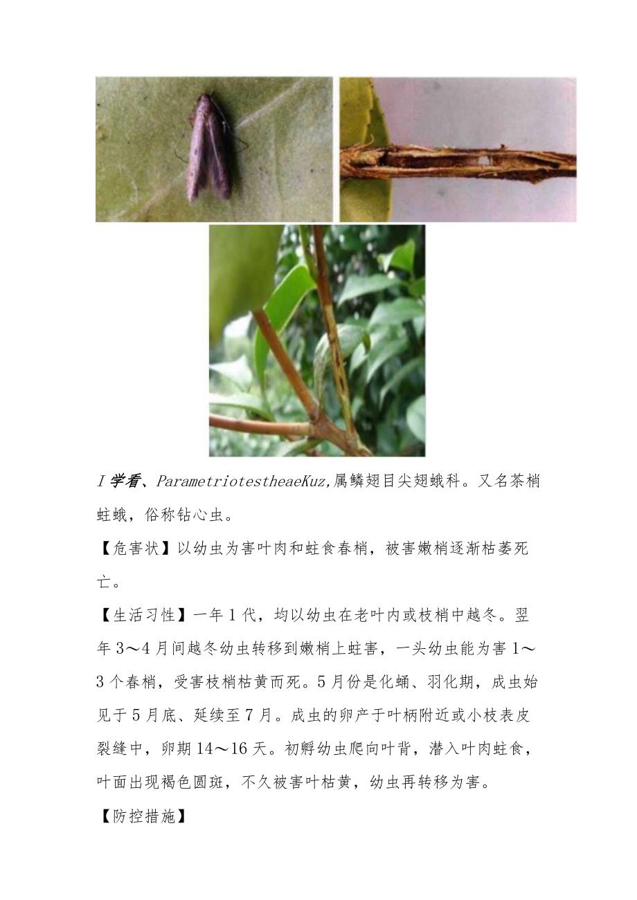 油茶钻蛀类害虫及其防治技术.docx_第2页