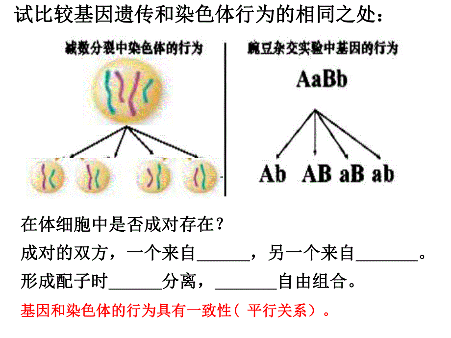 课件基因在染色体上.ppt_第3页