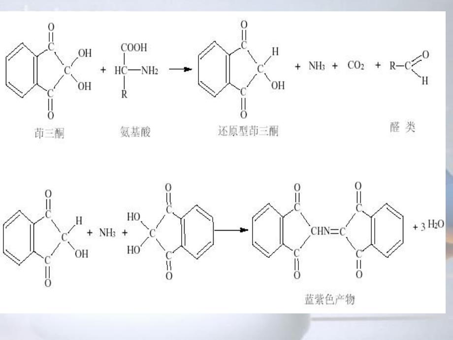 茚三酮显色法测定氨基酸含量.ppt_第3页