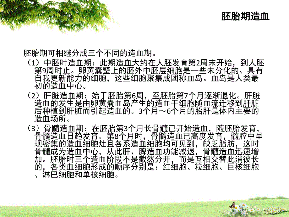 造血器官及血细胞的生成.ppt_第2页