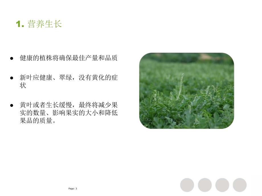 西瓜营养方案.ppt_第3页