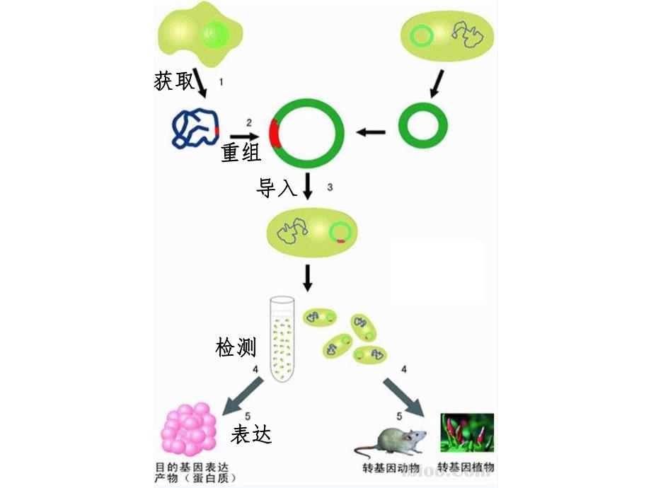 课件基因工程的基本操作程序.ppt_第3页