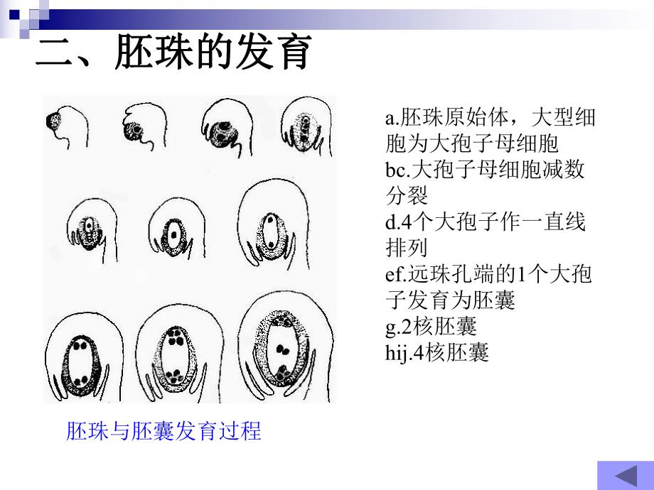 雌蕊的发育开花传粉和受精.ppt_第3页