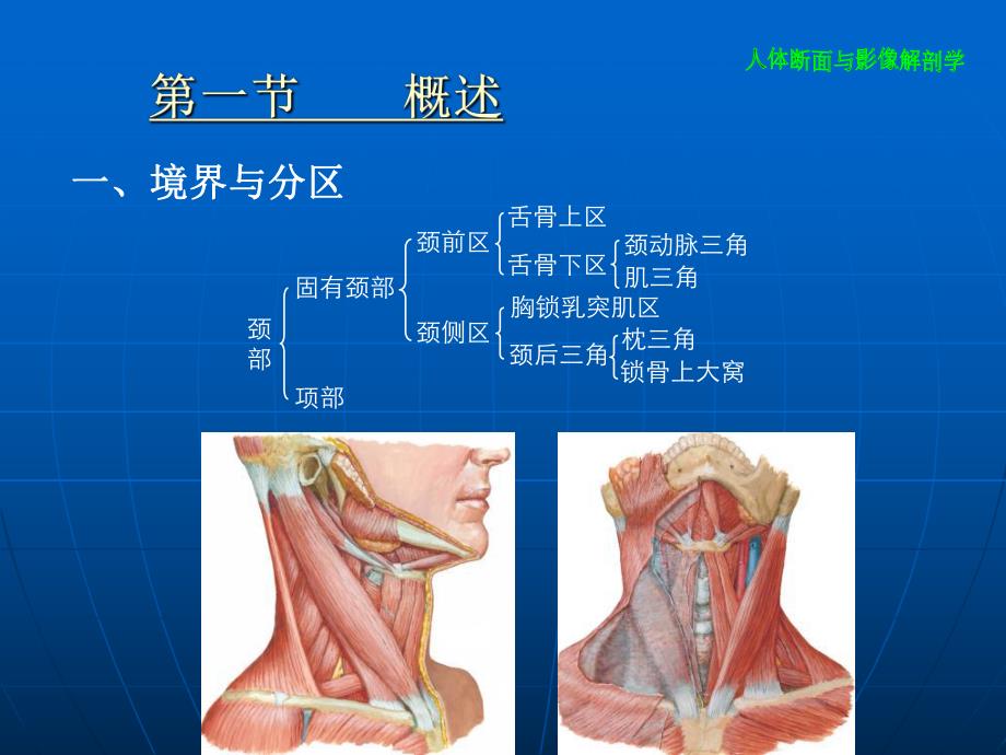 颈部断面与影像解剖.ppt_第3页